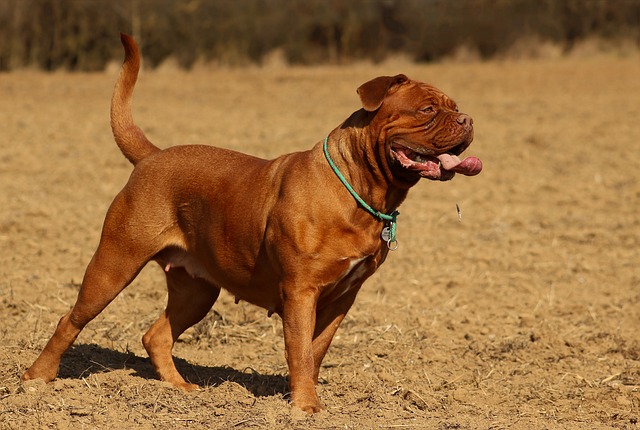 De 11 beste zindelijkheidstrainingsproducten voor Dogue de Bordeaux-puppy's en -honden