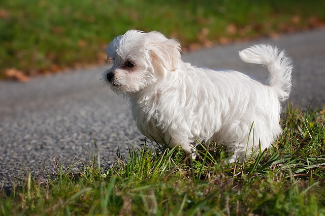 De 11 beste zindelijkheidstrainingsproducten voor Maltese puppy's en honden