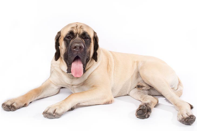 De 11 beste zindelijkheidstrainingsproducten voor Mastiff-puppy's en -honden