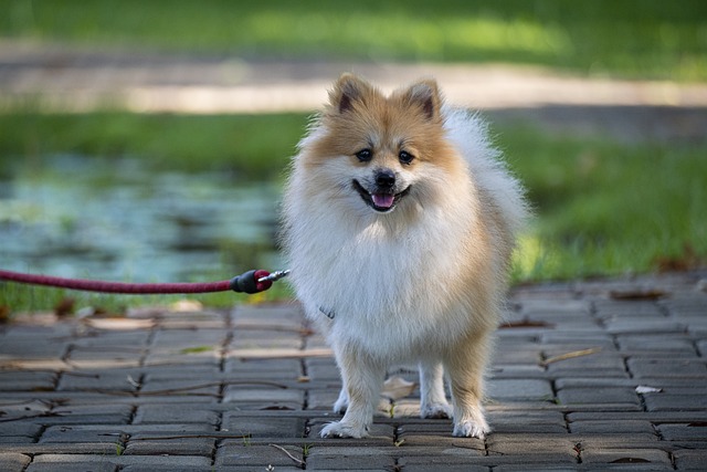De 11 beste zindelijkheidstrainingsproducten voor Pommerse puppy's en honden