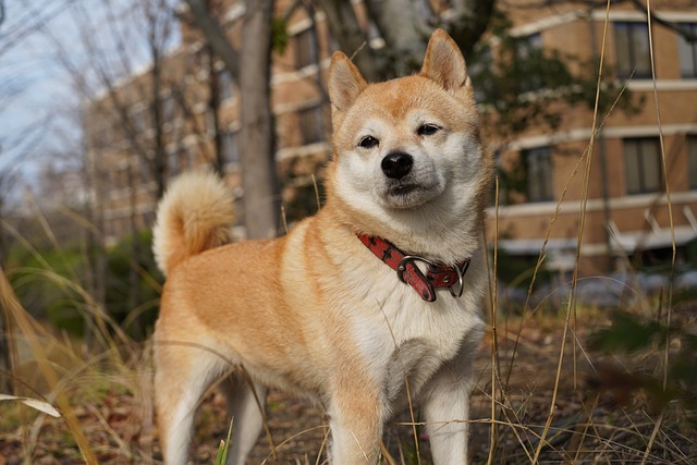 De 11 beste zindelijkheidstrainingsproducten voor Shiba Inu-puppy's en -honden