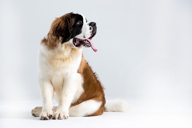 De 11 beste zindelijkheidstrainingsproducten voor St. Bernard puppy's en honden