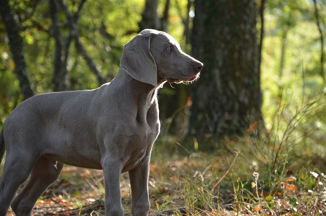 De 11 beste zindelijkheidstrainingsproducten voor Weimaraner puppy's en honden