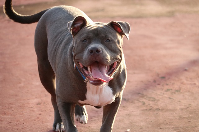 De 11 beste zindelijkheidstrainingsproducten voor pitbullpuppy's en -honden