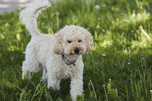 De 11 beste zindelijkheidstrainingsproducten voor poedelpuppy's en honden