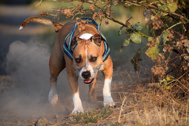 De beste 10 American Staffordshire Terrier Activity Trackers voor 2023