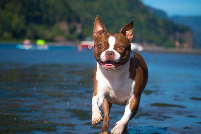 De beste 10 Boston Terrier Activity Trackers voor 2023
