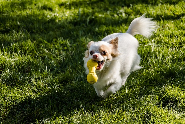 De beste 10 Chihuahua activity trackers voor 2023