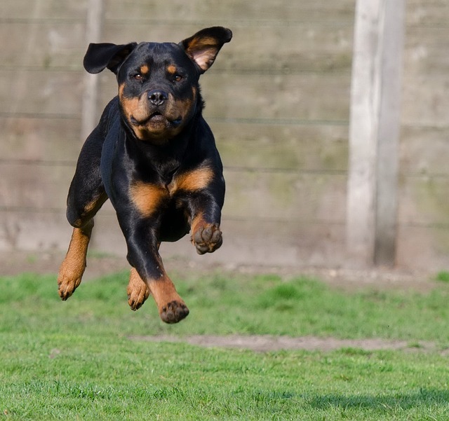 De beste 10 Rottweiler activity trackers voor 2023