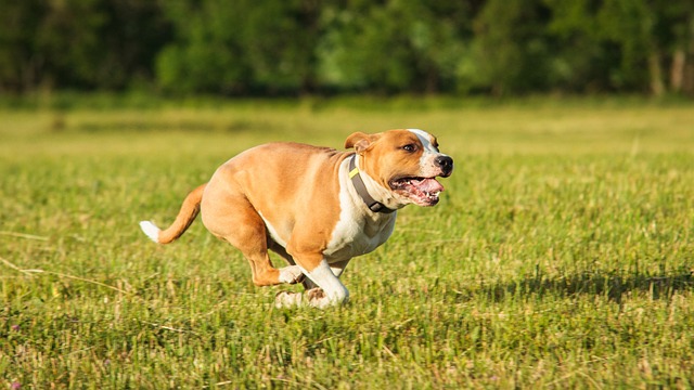 De beste 10 Staffordshire Bull Terrier Activity Trackers voor 2023