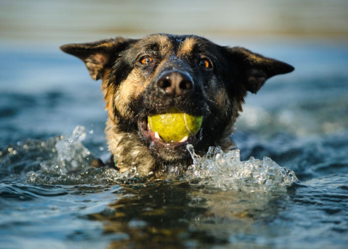 gevaren van inname van zout water bij honden