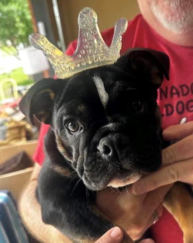 Bulldog puppy die tiara draagt