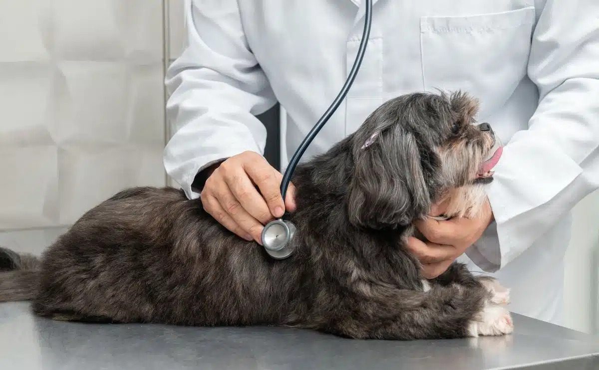 Mannelijke dierenarts onderzoekt Shih Tzu-hond met stethoscoop in een kliniek
