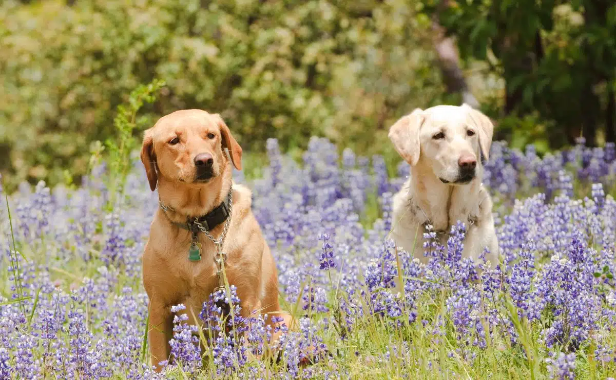 Twee bruine labhonden zitten in een lavendelveld