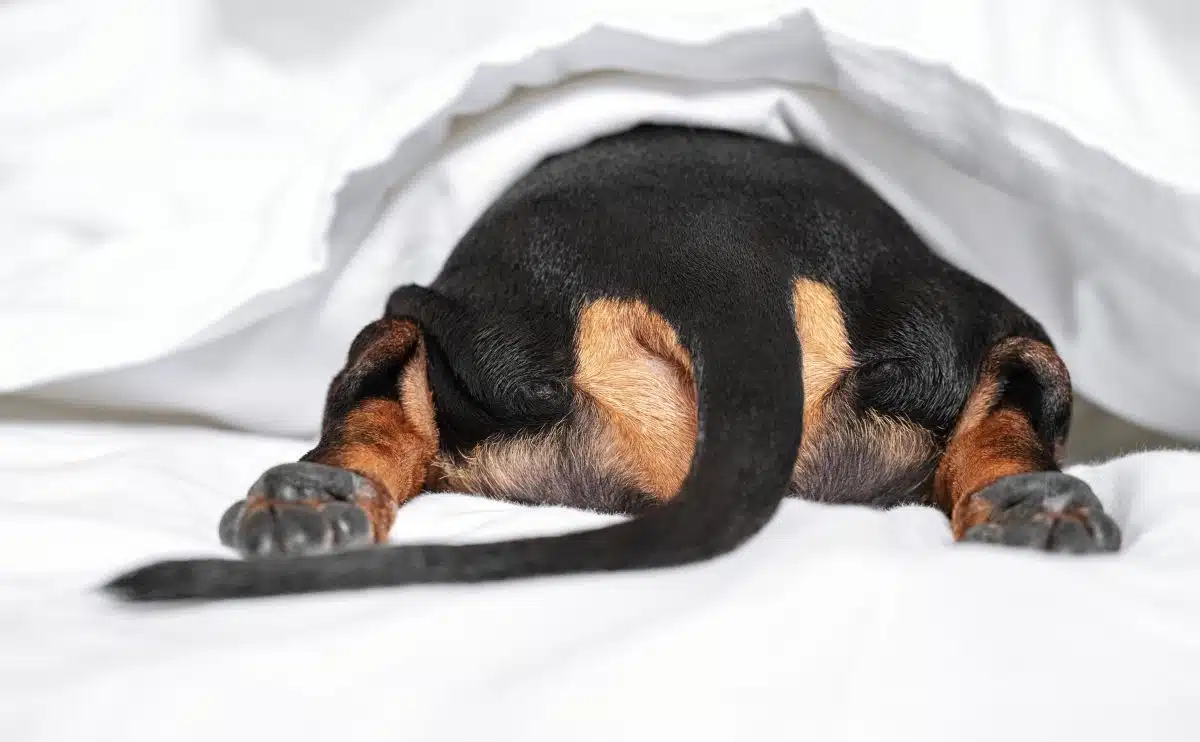 een hondenpeuk van achteren liggend op bed onder lakens