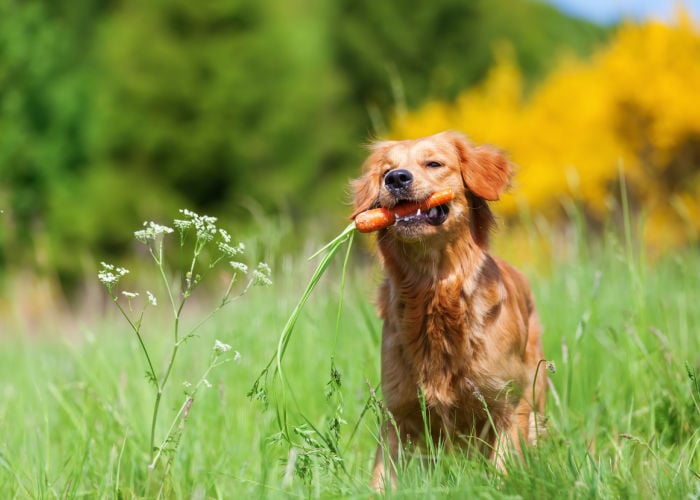 kunnen honden wortels eten 