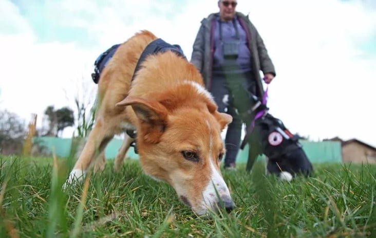 Hondendetectives Diesel en Skye helpen bij het vinden van verloren en gestolen huisdieren