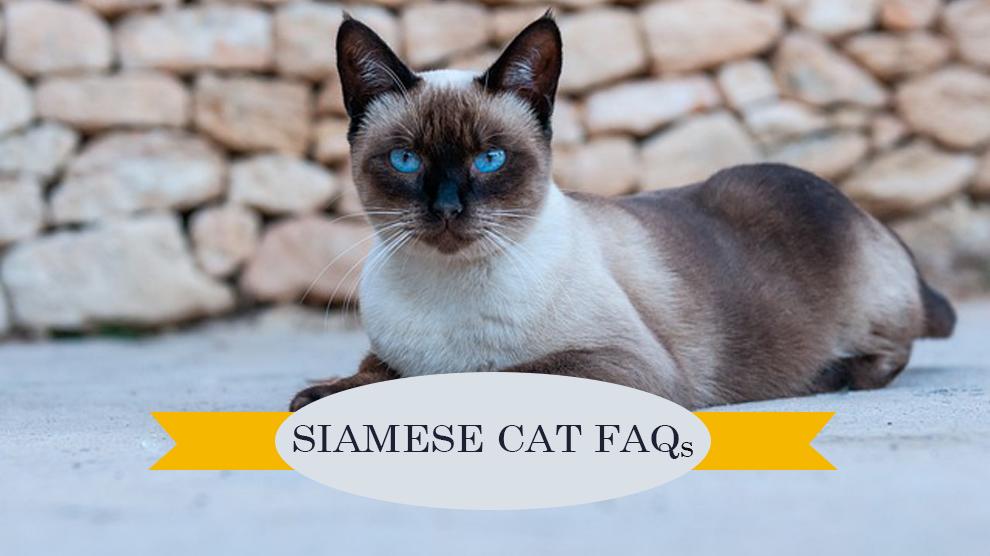 Veelgestelde vragen over Siamese katten