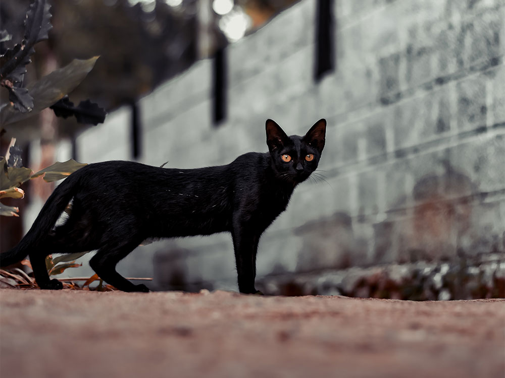 zwarte kat die het pad oversteekt