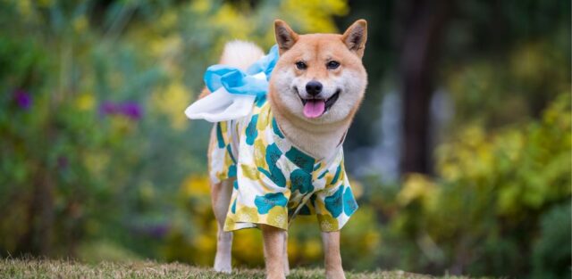Beste Japanse hondenrassen uitgelichte afbeelding