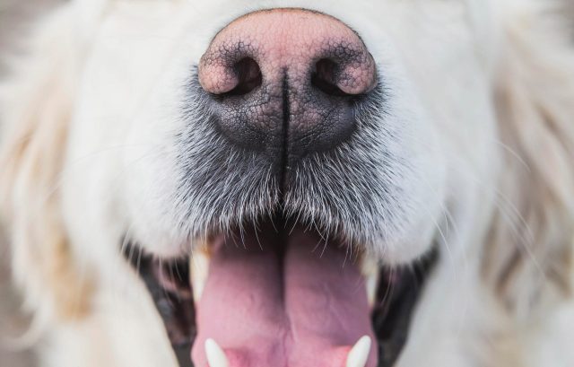 Hond met roze neus