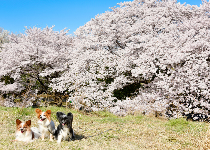 Hondvriendelijk Showa Memorial Park