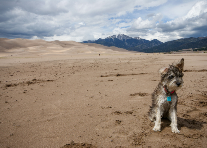 Hondvriendelijke Great Sand Dunes