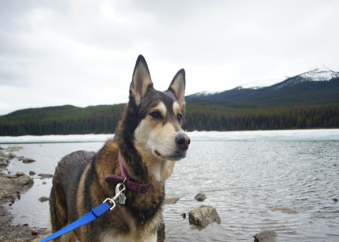 Hondvriendelijk Banff Park