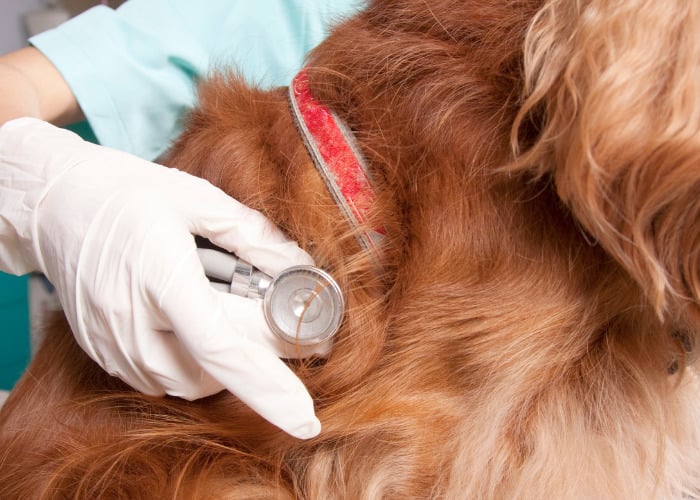 Andere opties in natuurlijke diuretica # 4: Een dierenarts controleert de vitale functies van een hond.