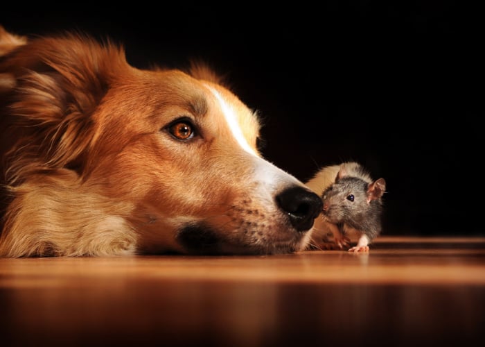 Moet u zich zorgen maken als uw huisdier een rat of mouse_ eet