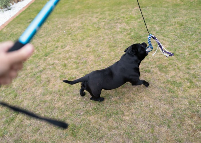 Activiteit voor honden bij Dog Park Flirt Pole