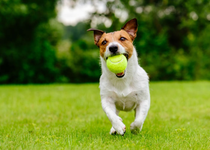 beste manier om je hond te trainen met het vangen van een tennisbal