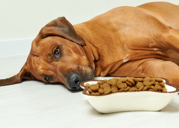 Wat voedt honden met myeloom