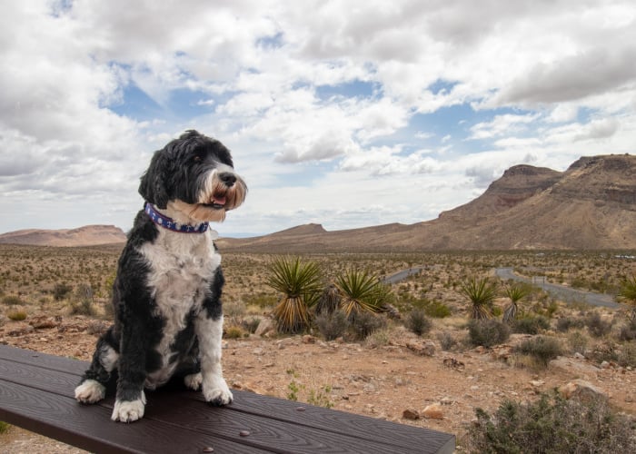 Beste hondenparken in Nevada