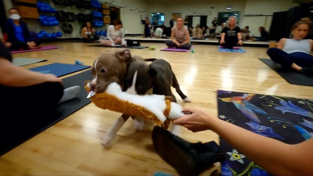 Puppy Yoga Sessies Beeld door: Video Journalist Dan Ayers BBC