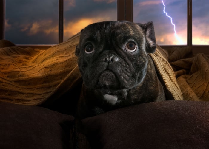 Melatonine voor honden die bang zijn voor onweer en vuurwerk