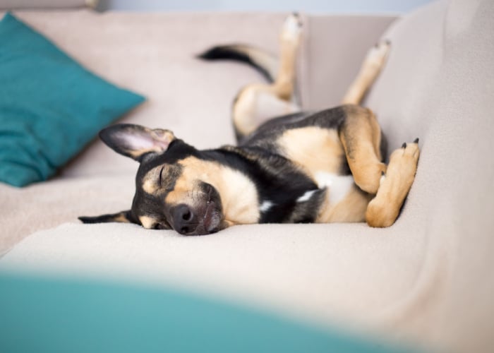 Melatonine voor honden slaapstoornissen