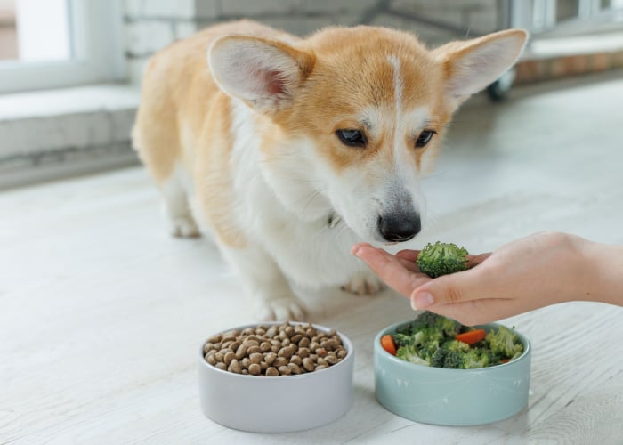 Kunnen honden broccoli eten