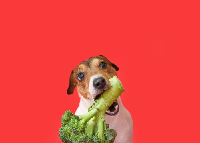 is broccoli slecht voor honden