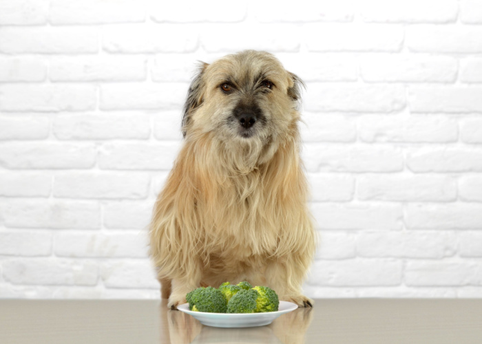 Hoeveel broccoli kan een hond eten