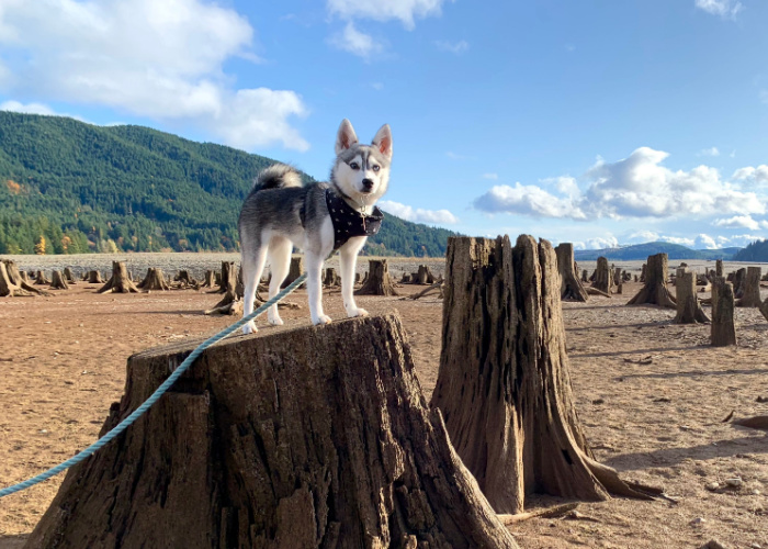 Alaskan Klee Kai Puppy Prijs