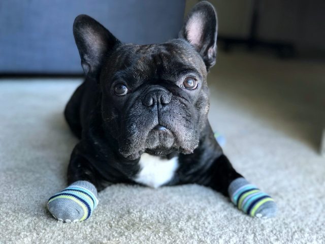 Franse Bulldog met sokken