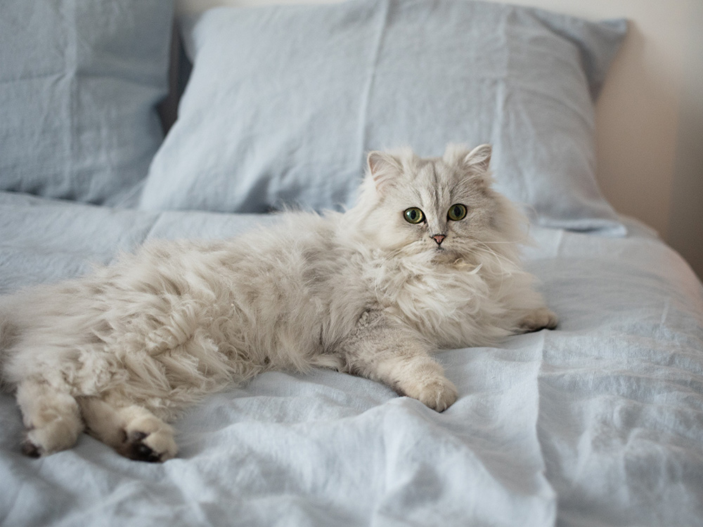 Leuke witte Perzische kat die op bed ligt