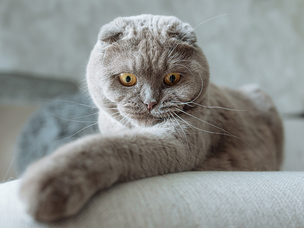 schattige grijze kat poot op camera
