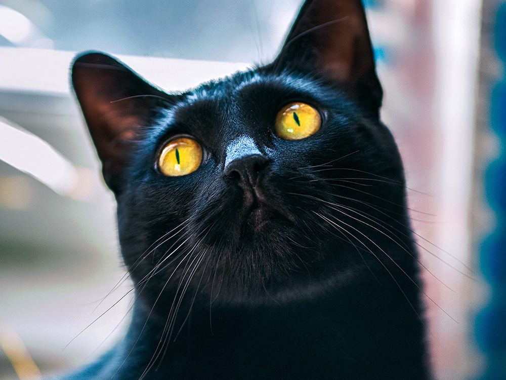 leuke zwarte kat