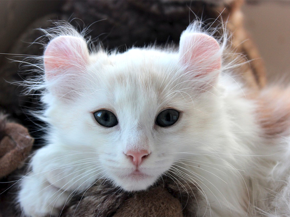 citeer donzige witte kat