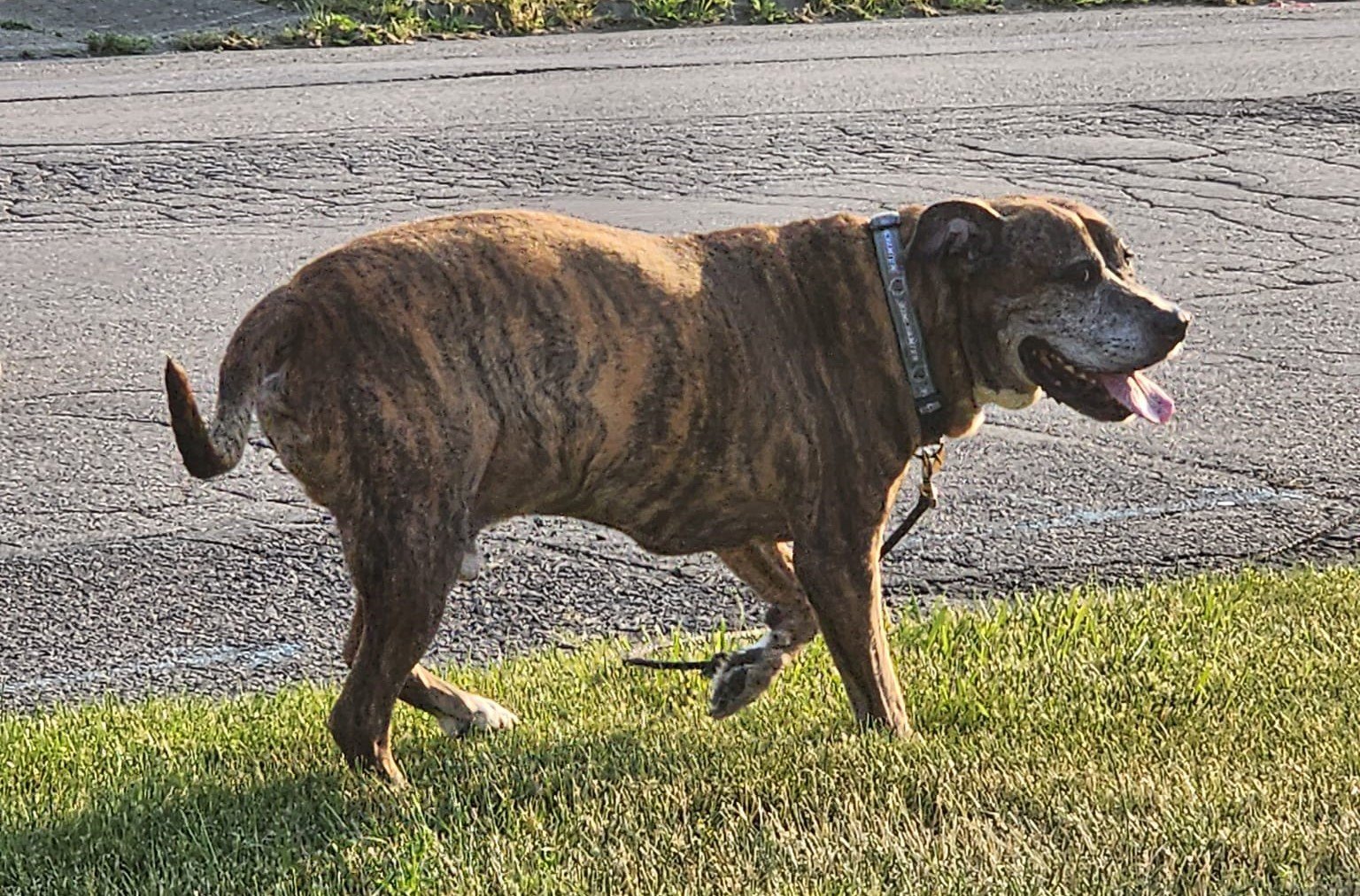 hond Mellow maakt zijn laatste wandeling in de buurt