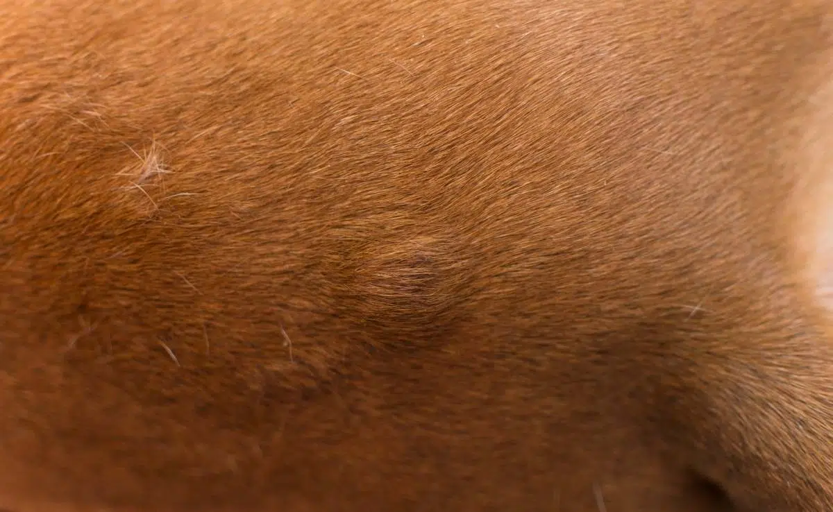 Close-up van hond met knobbel