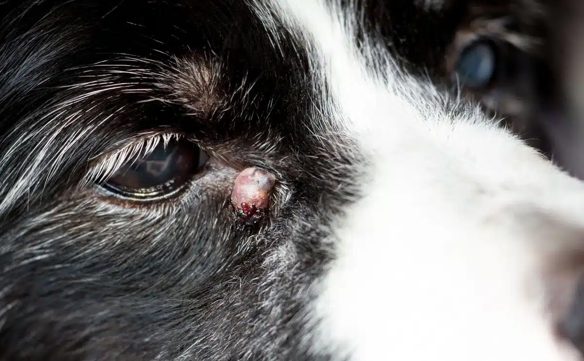 folliculaire cyste op het oog van de hond