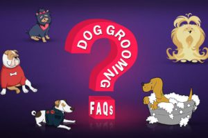 Veelgestelde vragen over hondentrimmen